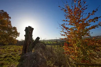 Autumn trees and stump.jpg